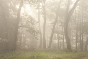 foggy forest 1